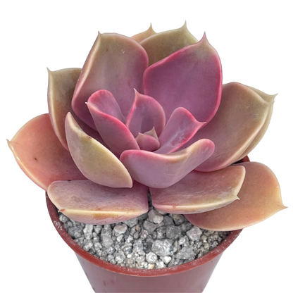 Echeveria 'Duchess of Nuremberg'