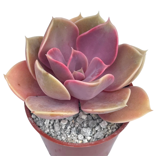 Echeveria 'Duchess of Nuremberg'