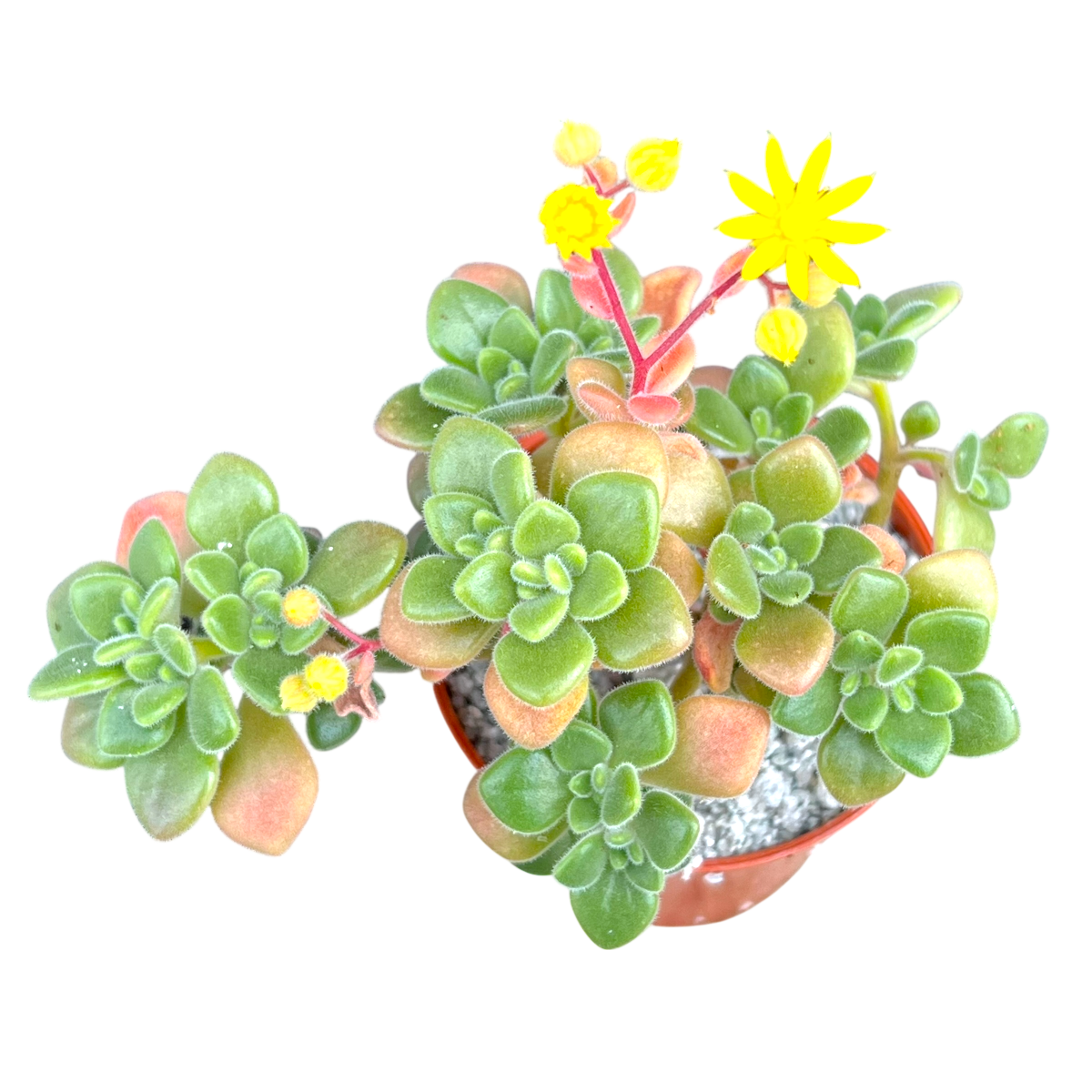 Aichryson tortuosum