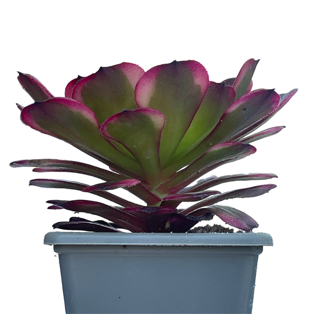 black king succulent Aeonium 'Black King Kong' – Surreal Succulents