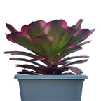 Aeonium 'Black King Kong'