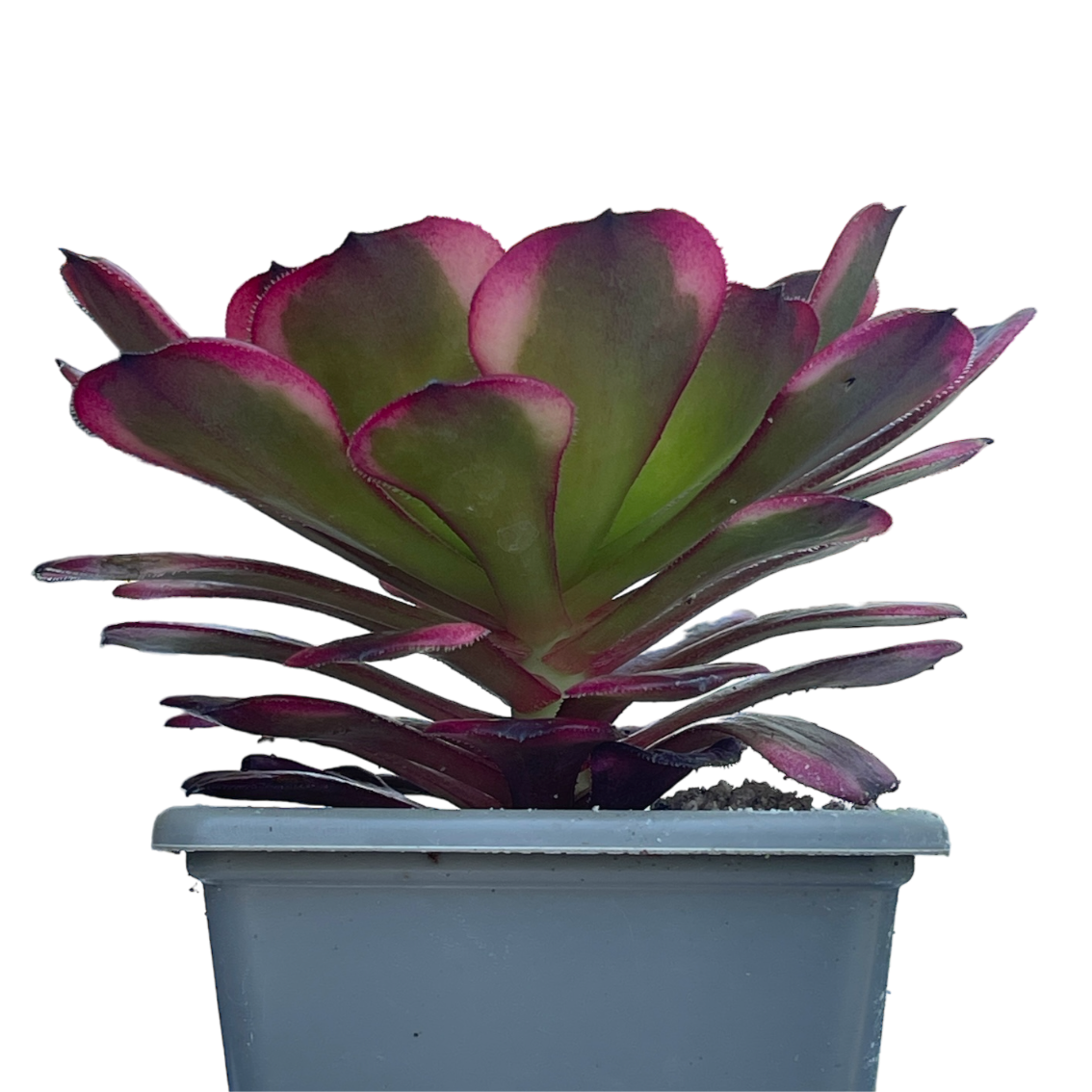 Aeonium 'Black King Kong'