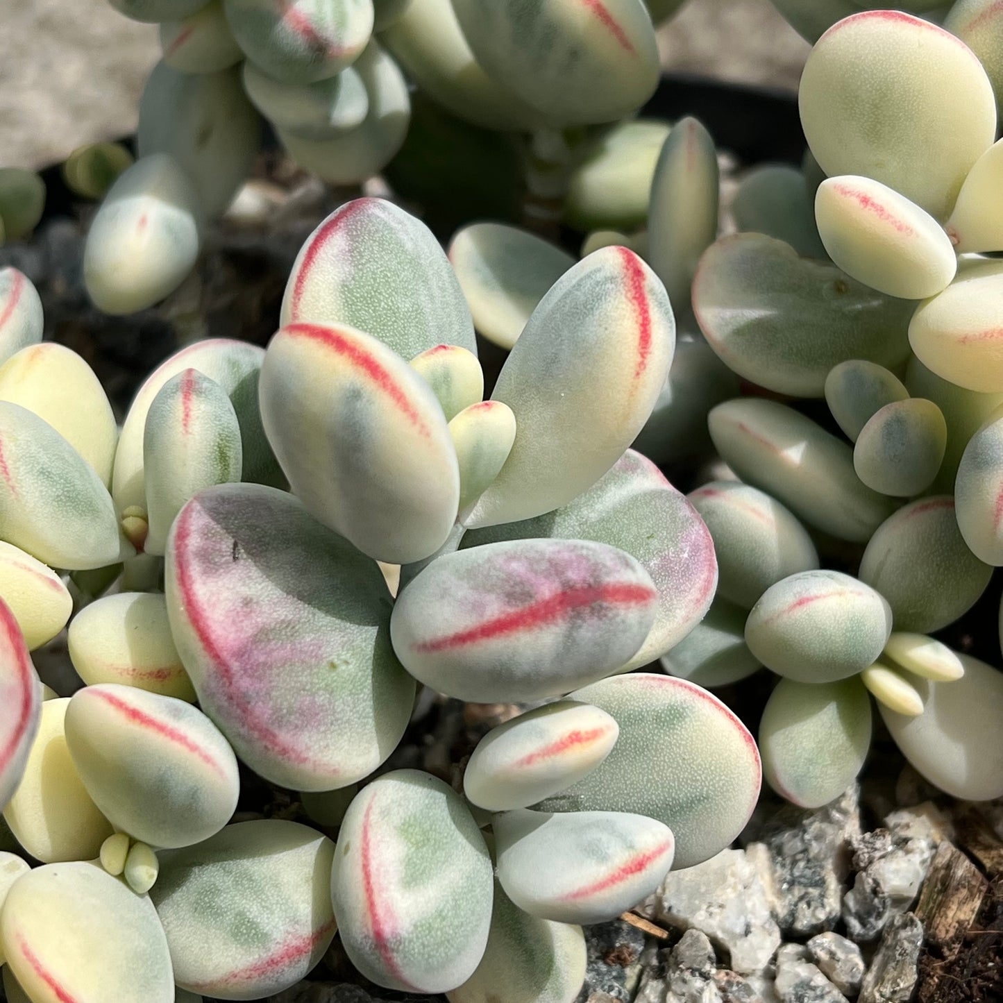Cotyledon orbiculata 'Unicorn Poop'