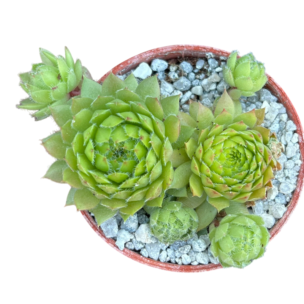 Sempervivum ingwersenii