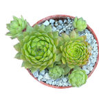 Sempervivum ingwersenii