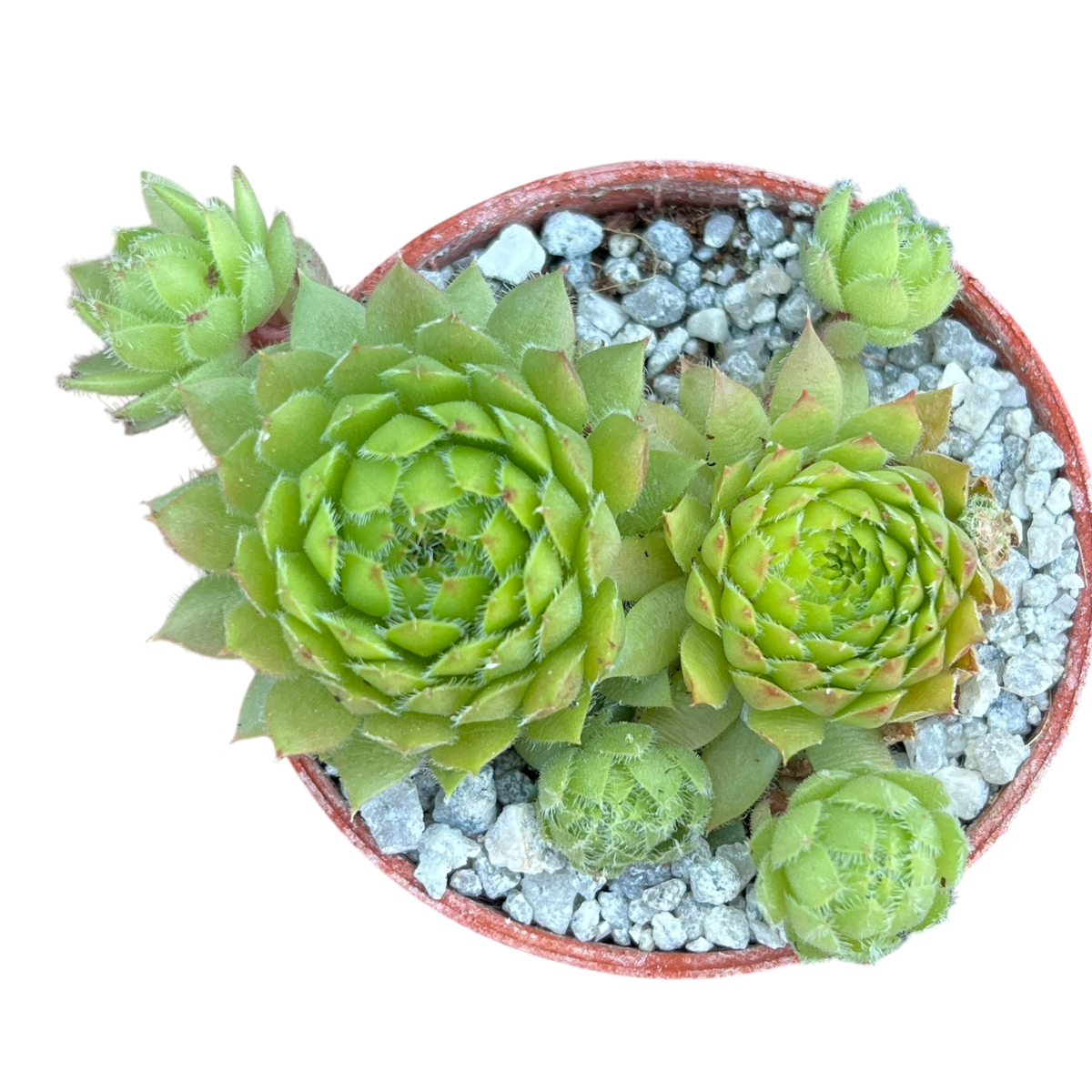 Sempervivum ingwersenii