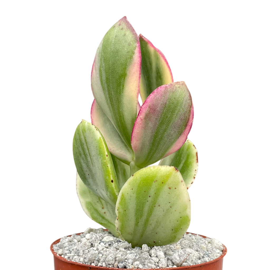 Crassula ovata variegata