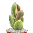 Crassula ovata variegata
