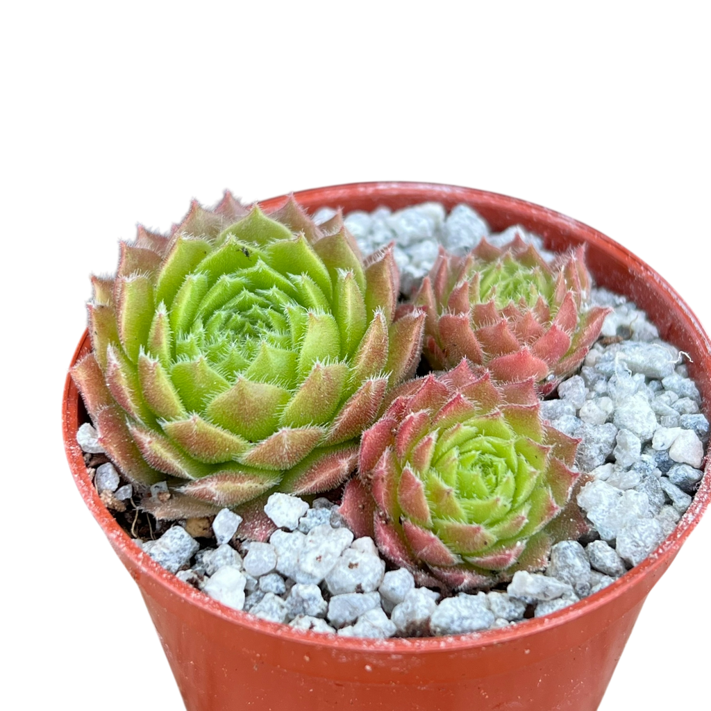 Sempervivum 'Frothy Coffee'