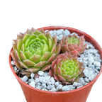 Sempervivum 'Frothy Coffee'