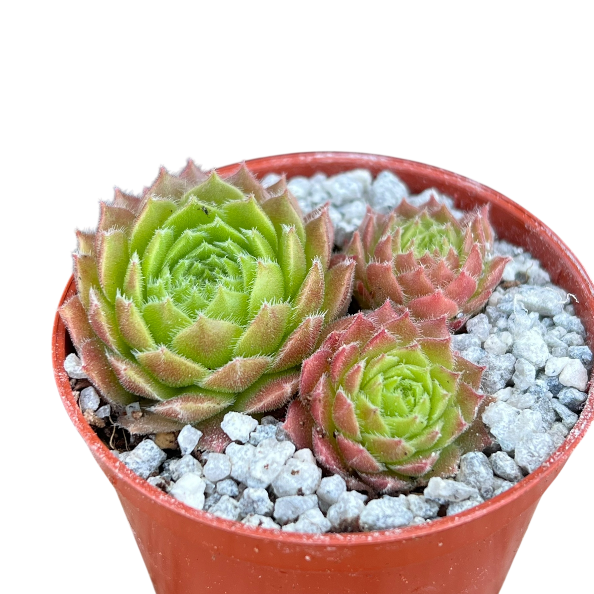 Sempervivum 'Frothy Coffee'