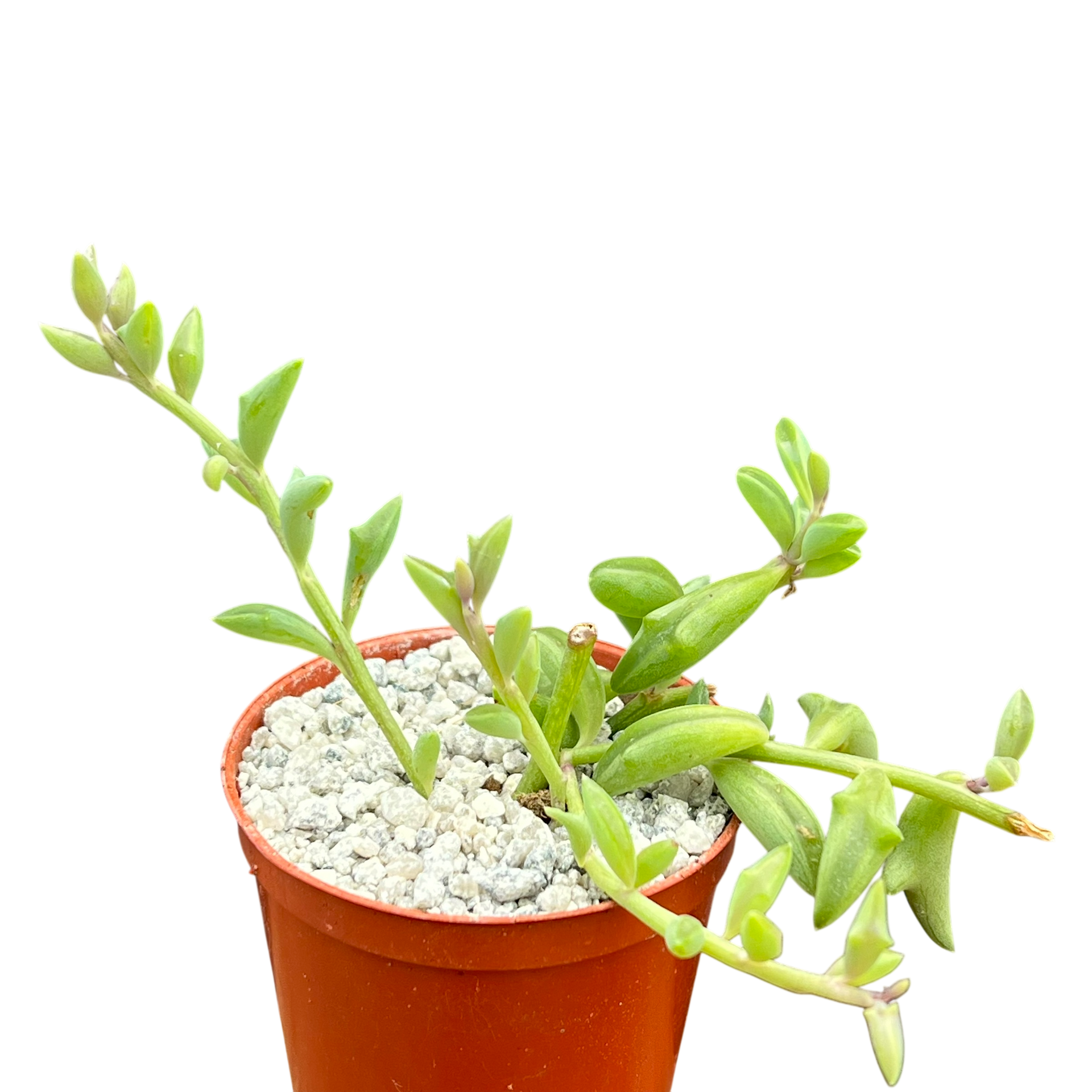 dolphin succulents where to buy Curio peregrinus