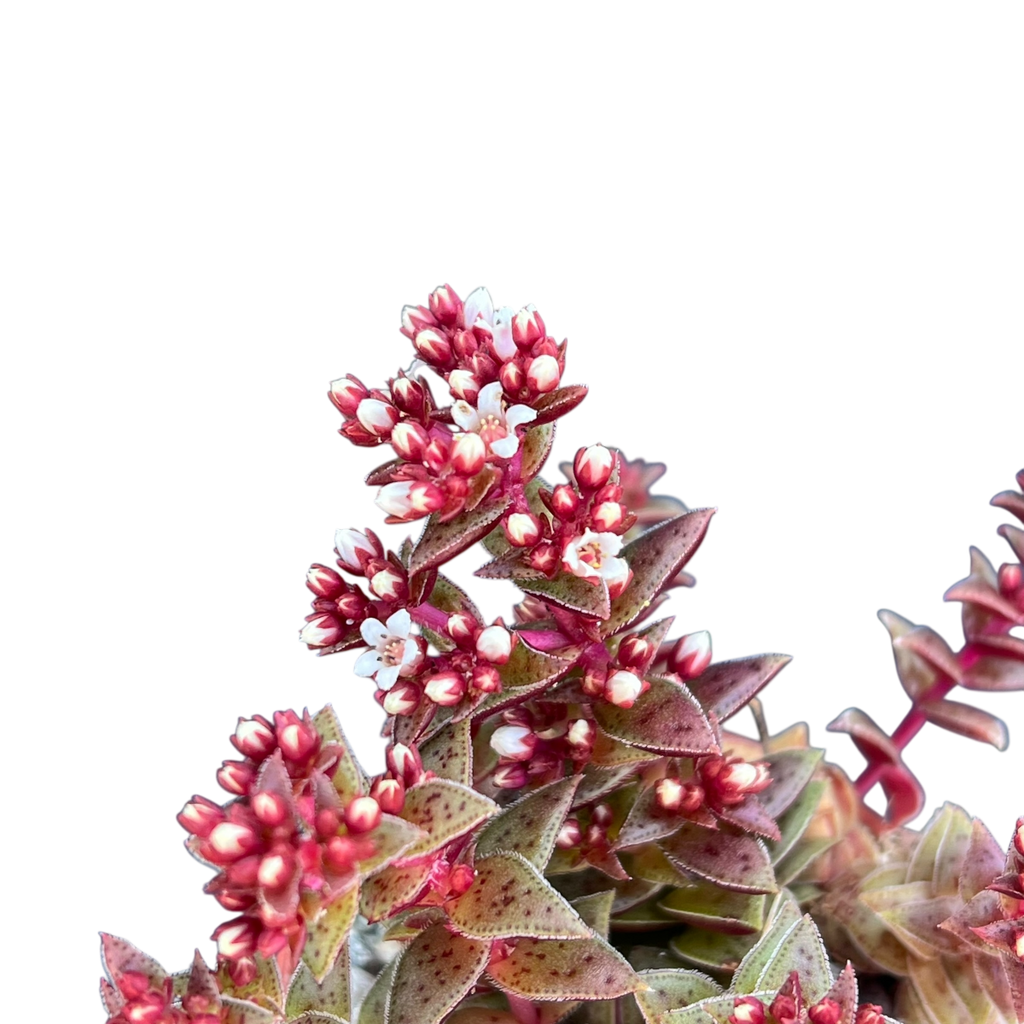 Crassula exilis ssp. cooperi