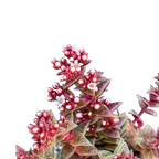 Crassula exilis ssp. cooperi