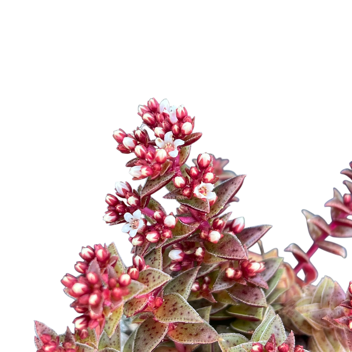 Crassula exilis ssp. cooperi