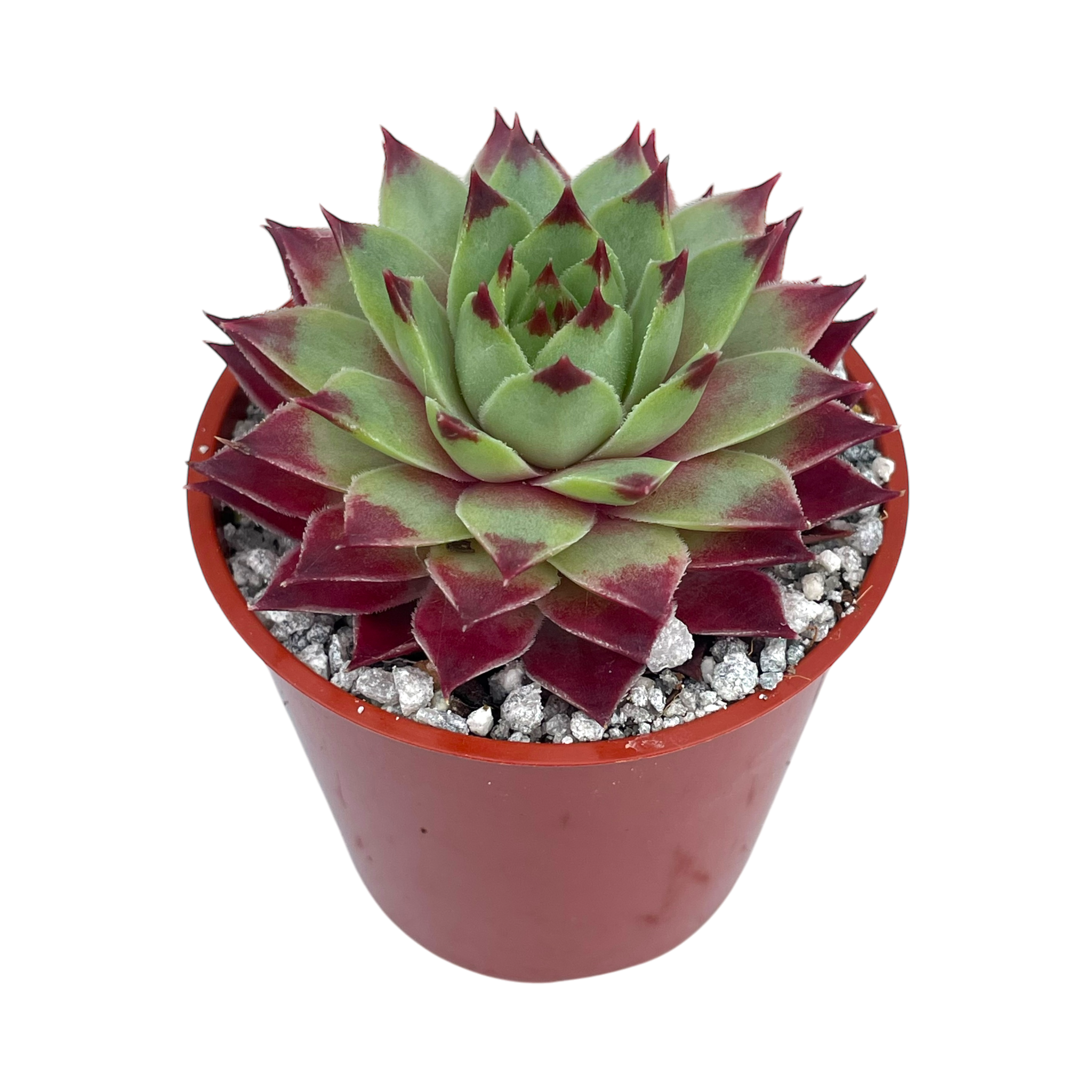 センペルビウム・カルカレウム – Surreal Succulents センペルビウム・カルカレウム – Surreal Succulents