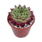 Sempervivum calcareum