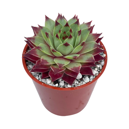 Sempervivum calcareum