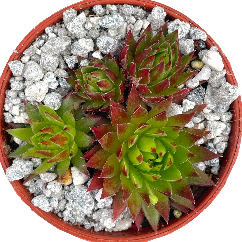 Jovibarba hirta 'Emerald Joy'