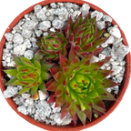 Jovibarba hirta 'Emerald Joy'