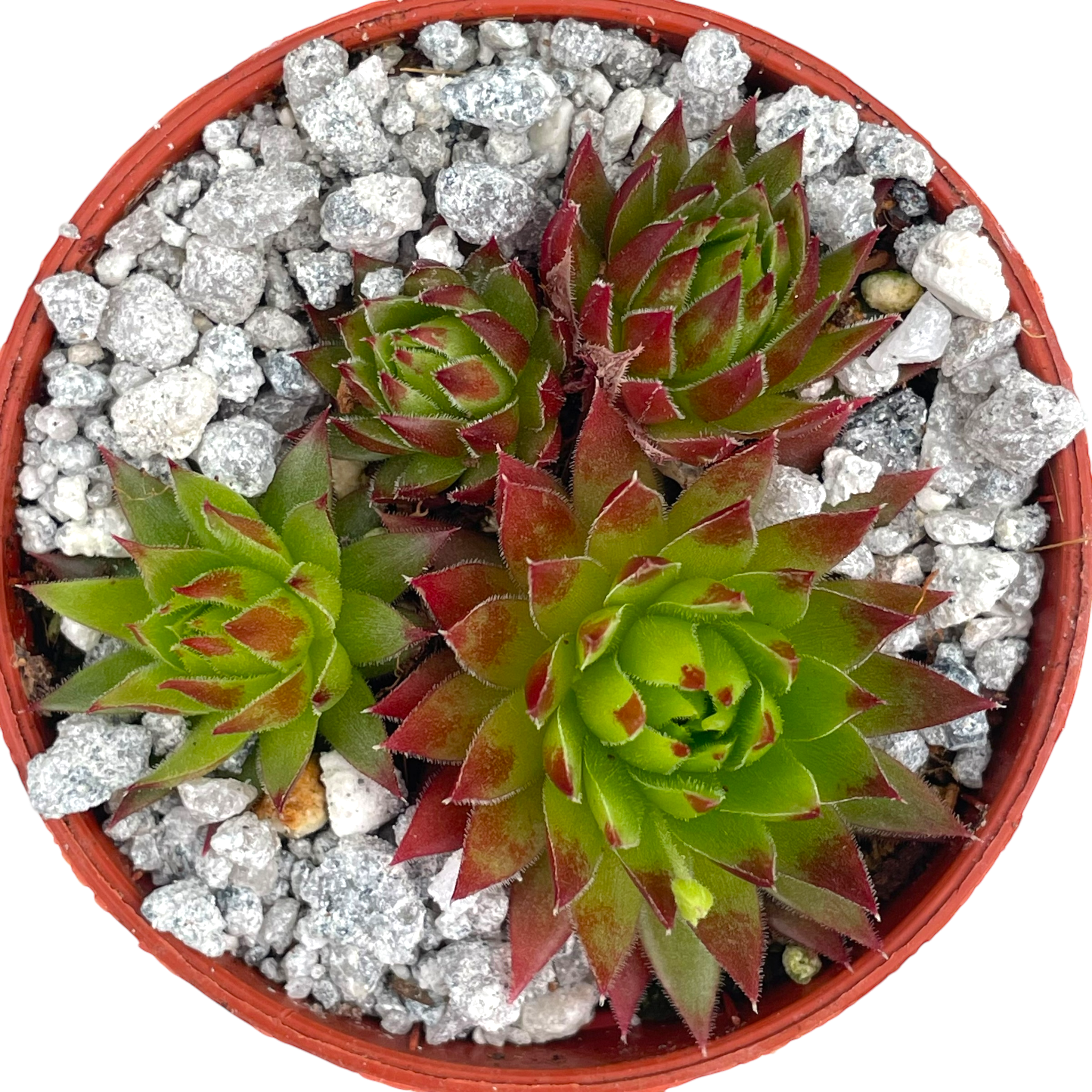 Jovibarba hirta 'Emerald Joy'