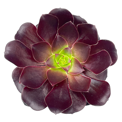 Aeonium 'Deep Purple'
