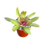 Crassula orbicularis var. rosularis