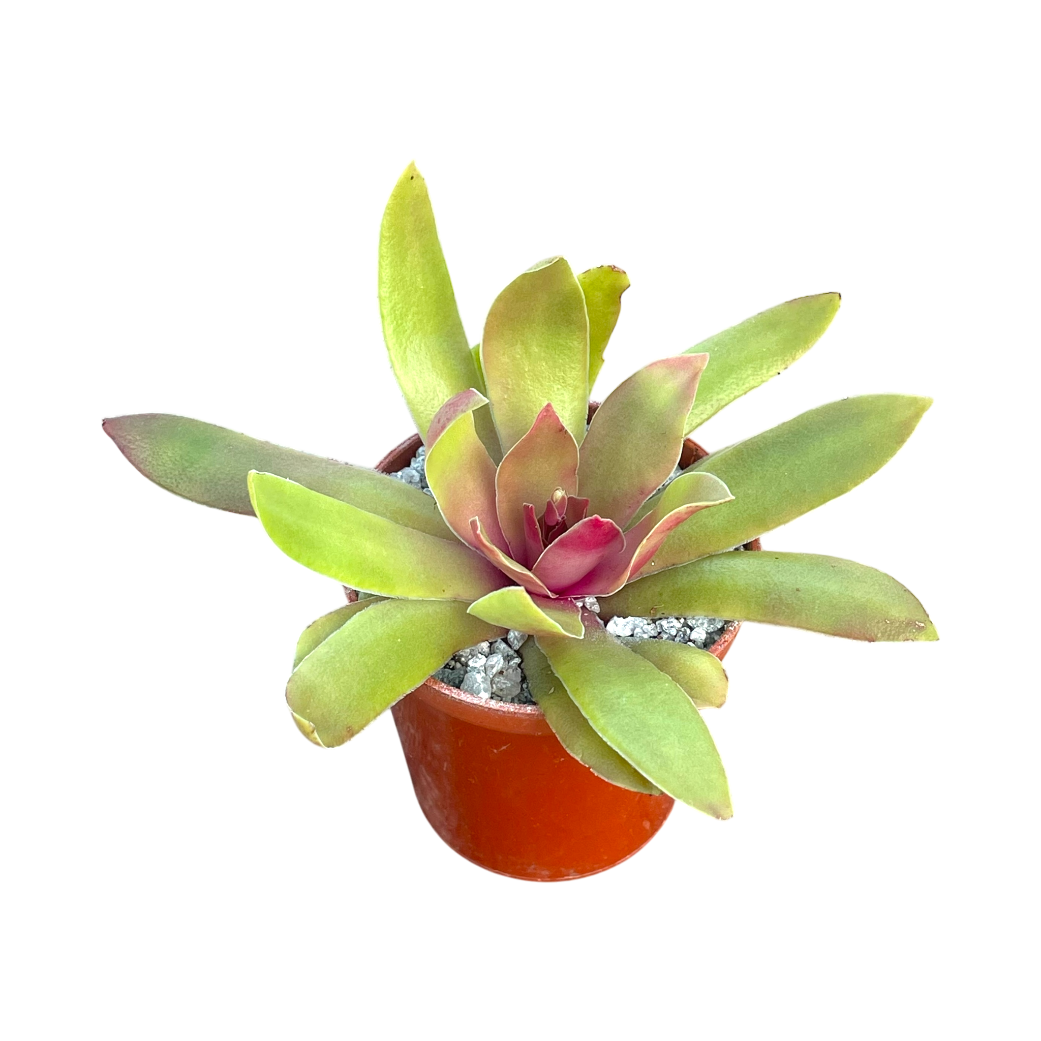 Crassula orbicularis var. rosularis