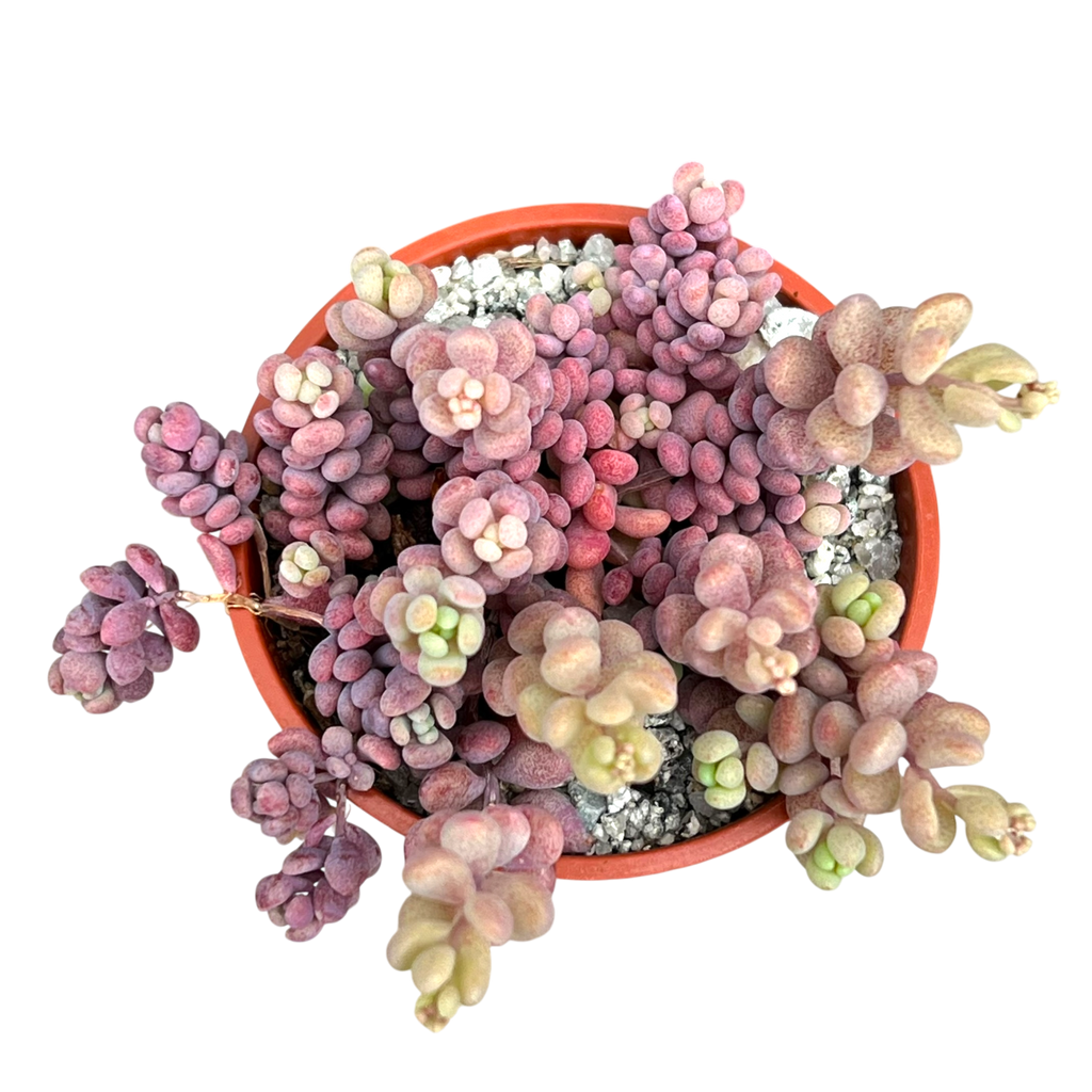Sedum dasyphyllum major