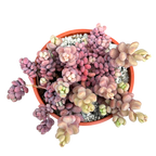 Sedum dasyphyllum major