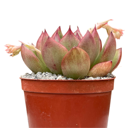 Echeveria agavoides x pulidonis