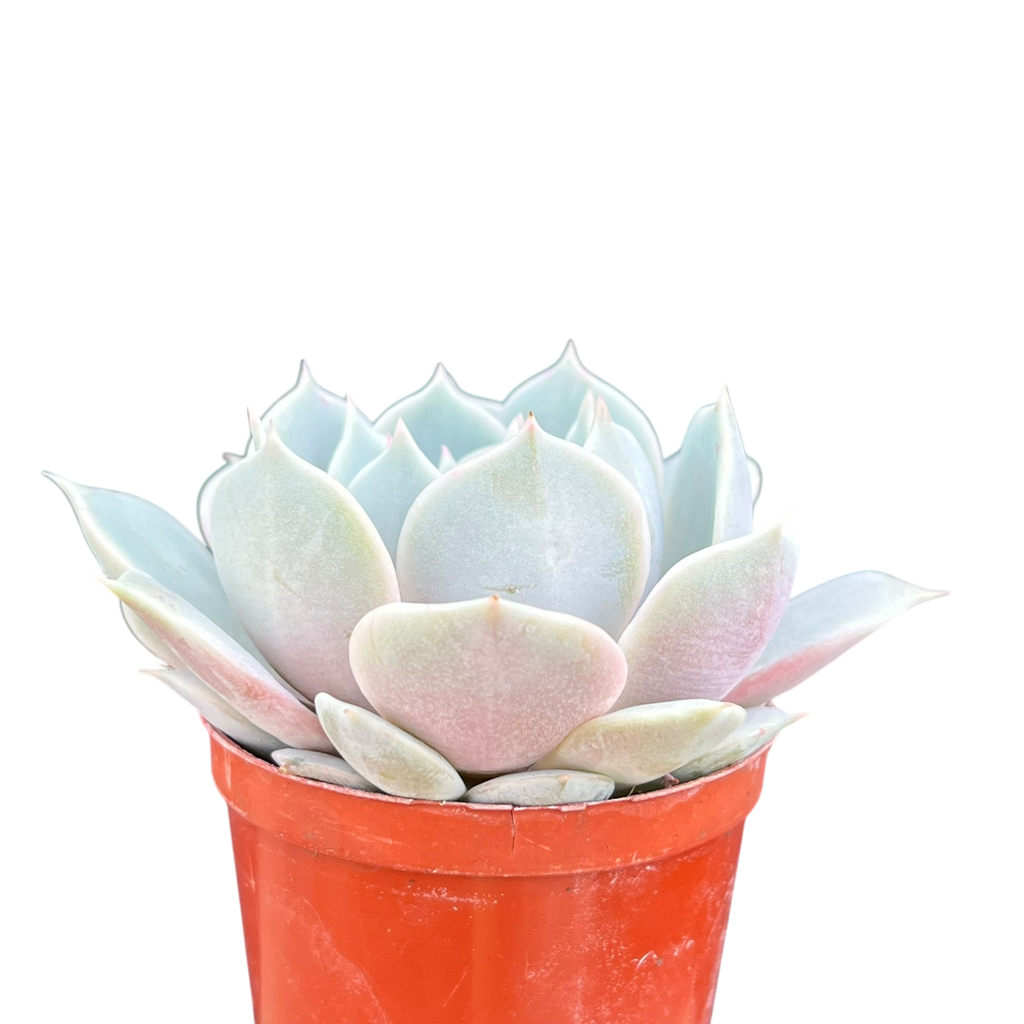 Echeveria runyonii