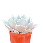 Echeveria runyonii