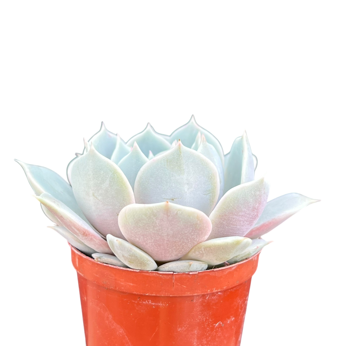 Echeveria runyonii