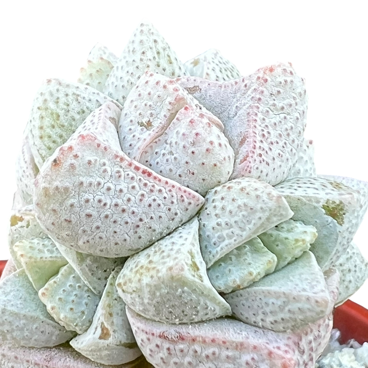 Crassula deceptor