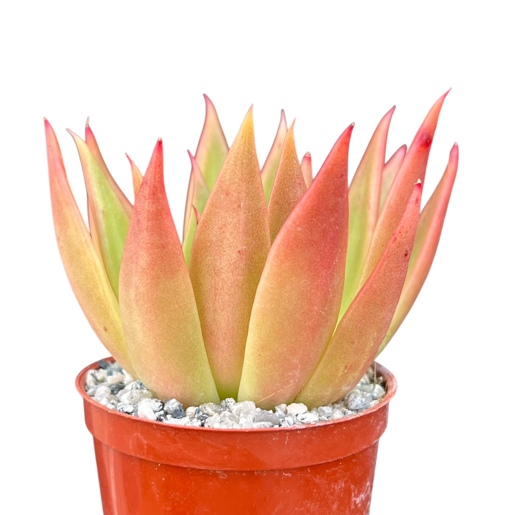 Echeveria agavoides 'Slender'