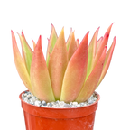 Echeveria agavoides 'Slender'