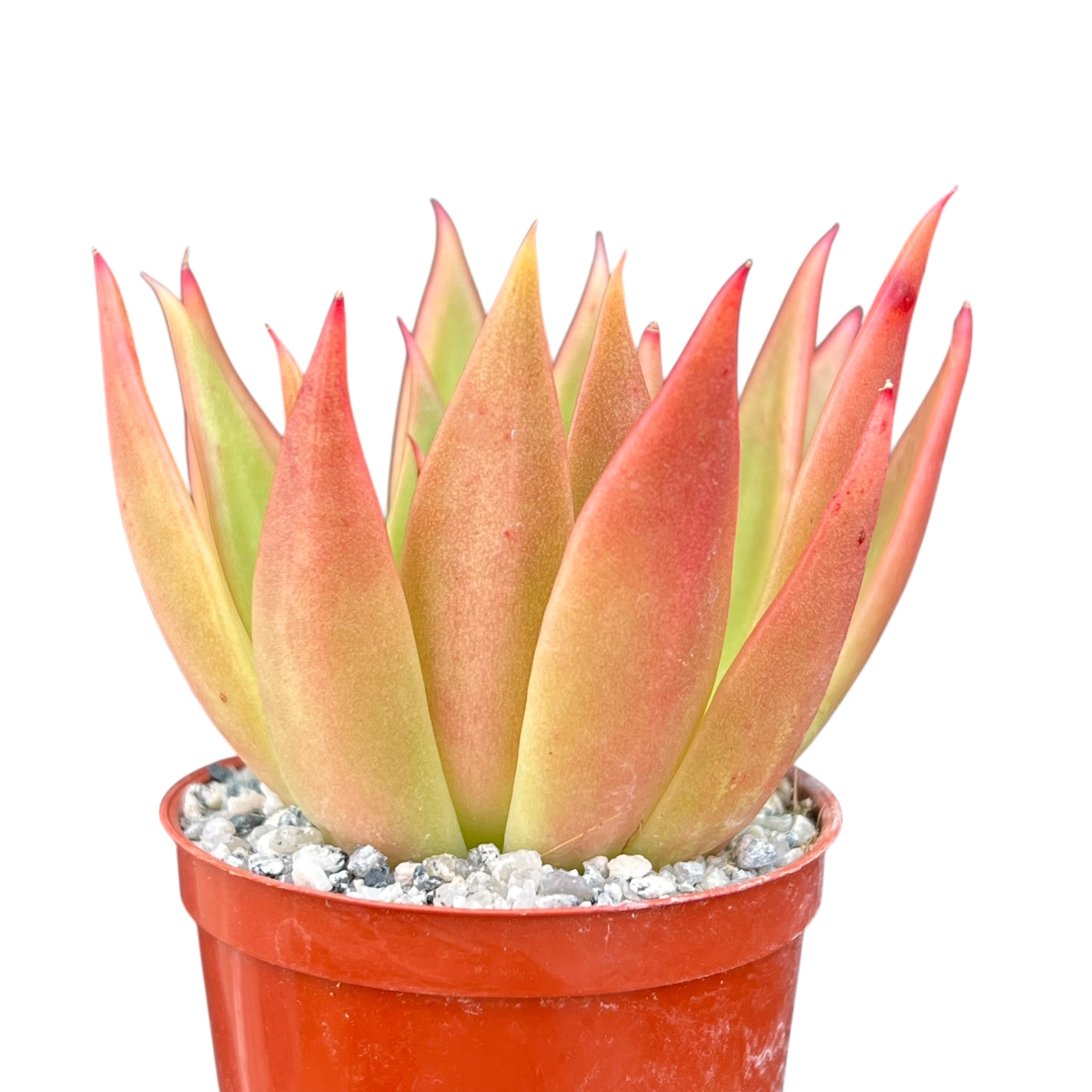 Echeveria agavoides 'Slender'