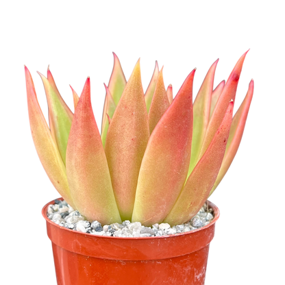 Echeveria agavoides 'Slender'