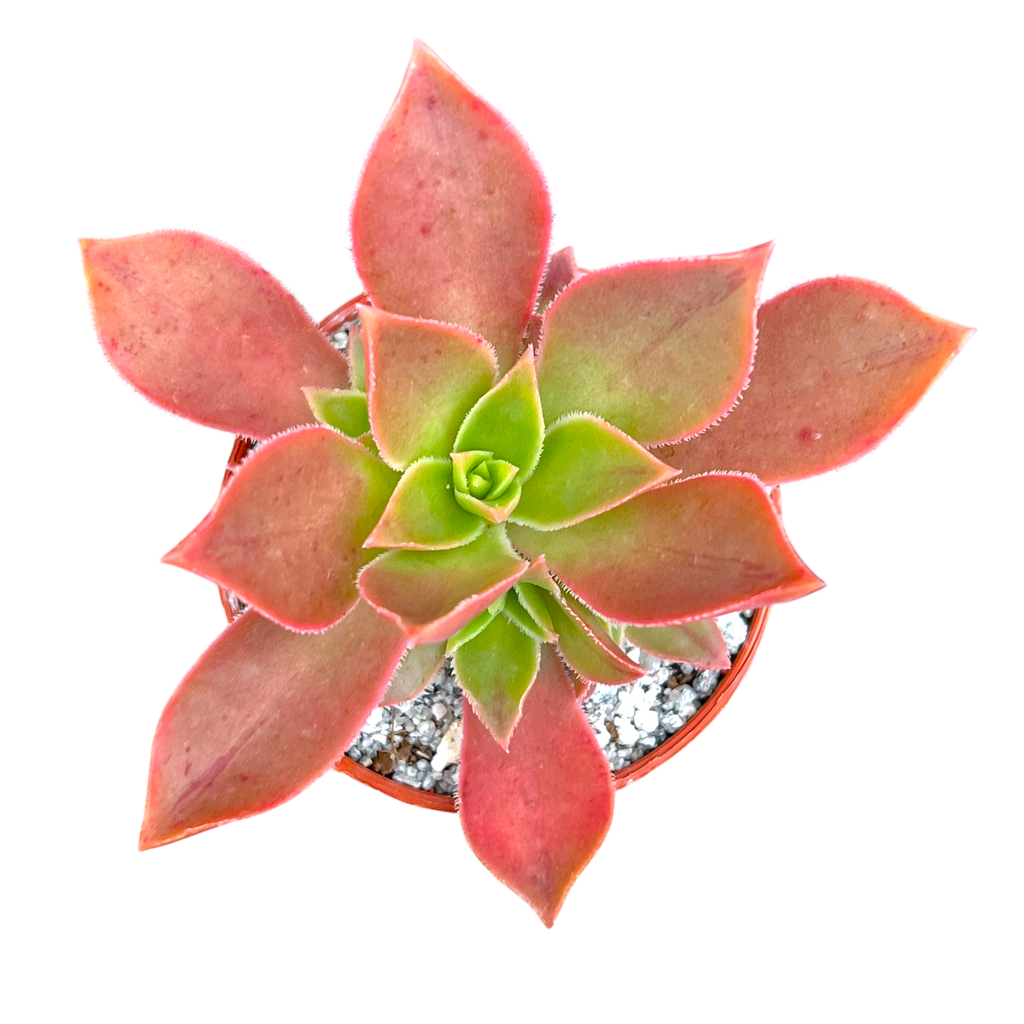 Aeonium leucoblepharum