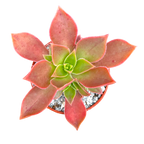 Aeonium leucoblepharum