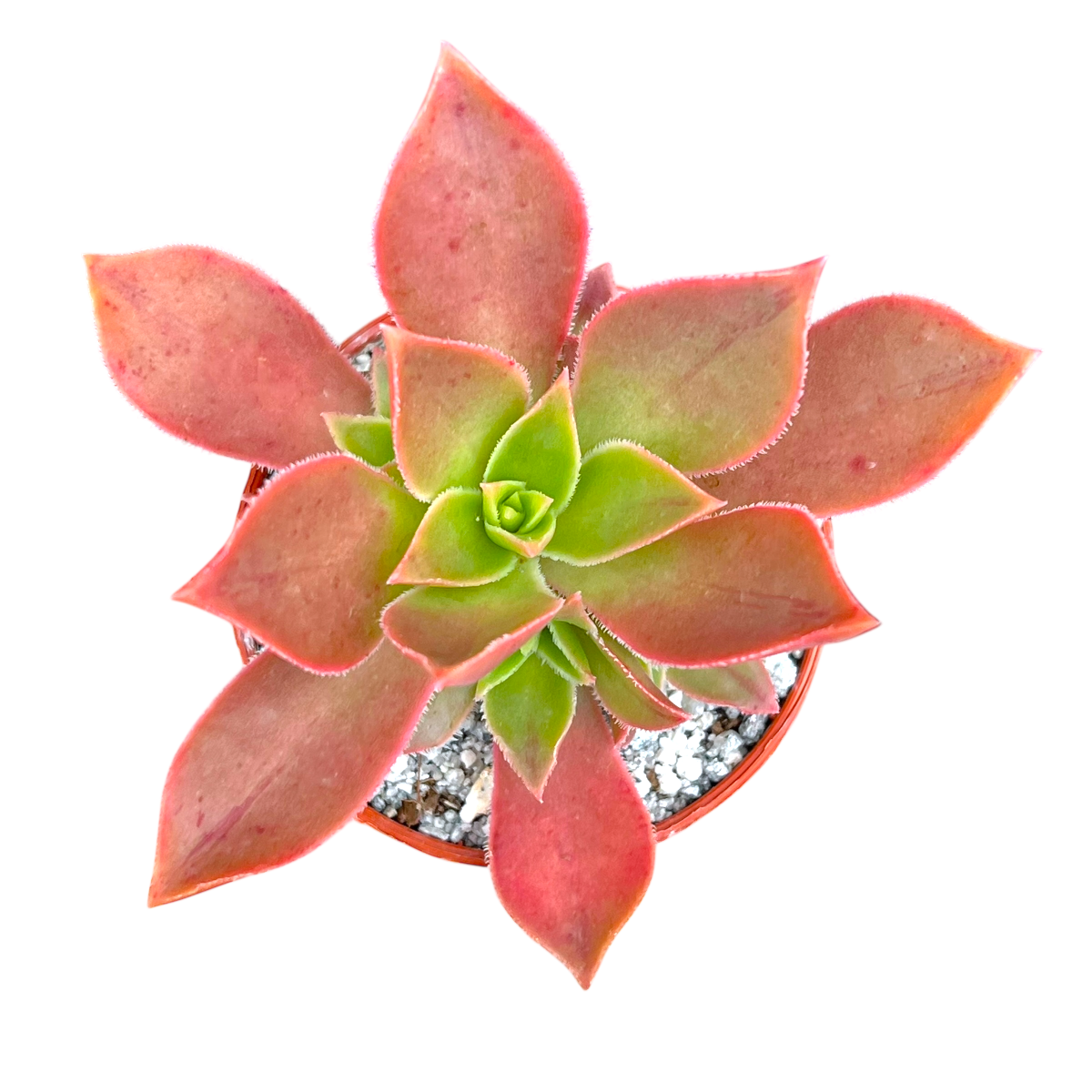 Aeonium leucoblepharum