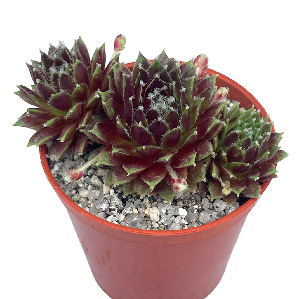 Sempervivum 'Heigham Red'