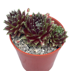 Sempervivum 'Heigham Red'