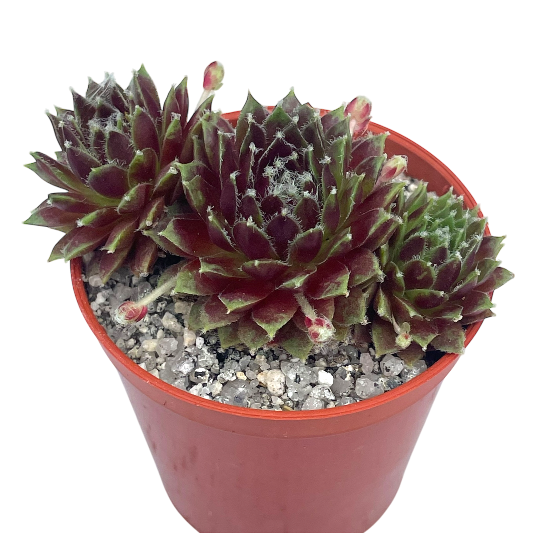Sempervivum 'Heigham Red'