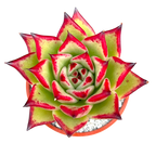 Echeveria agavoides 'Dragon's Tooth'