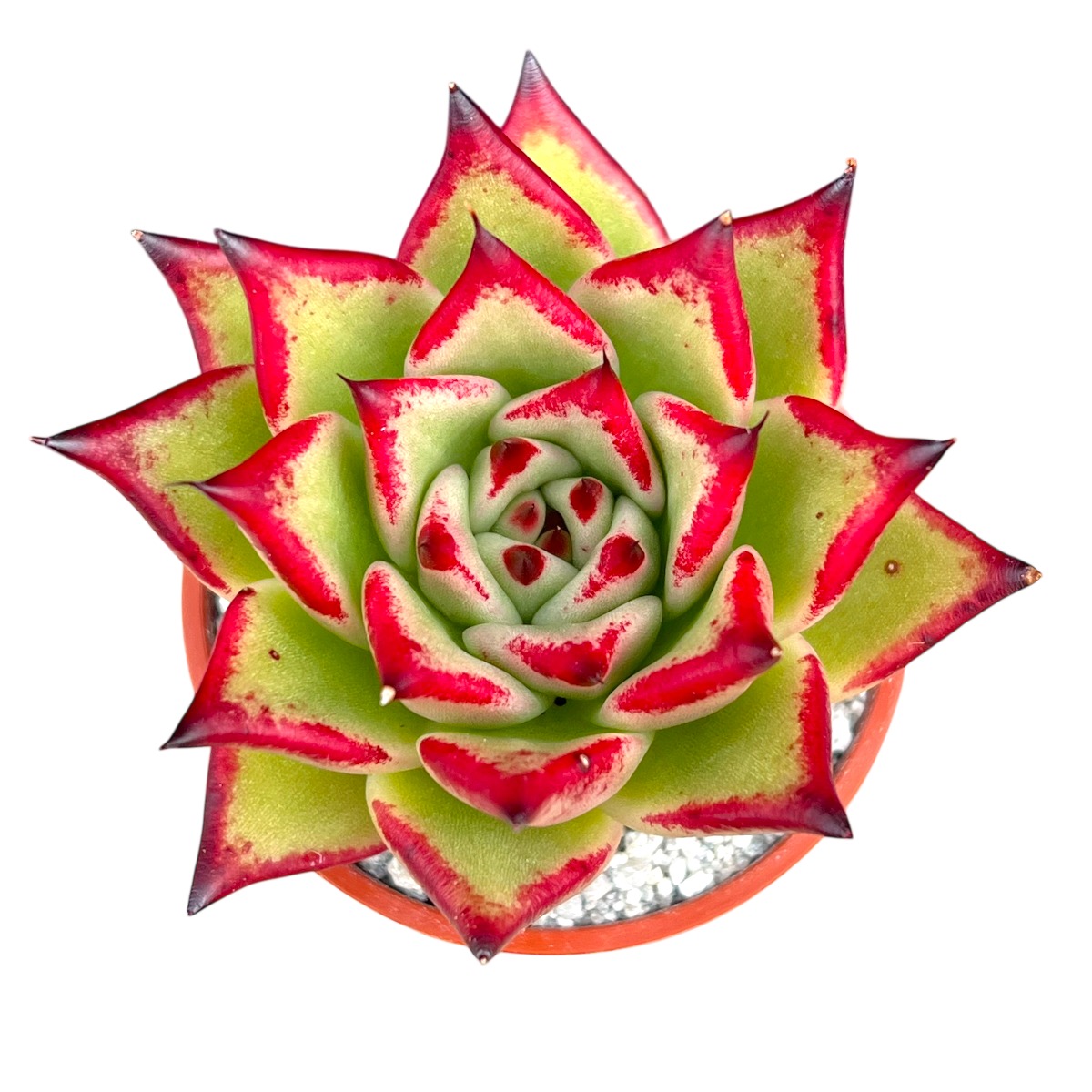 Echeveria agavoides 'Dragon's Tooth'