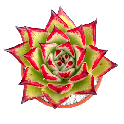 Echeveria agavoides 'Dragon's Tooth'