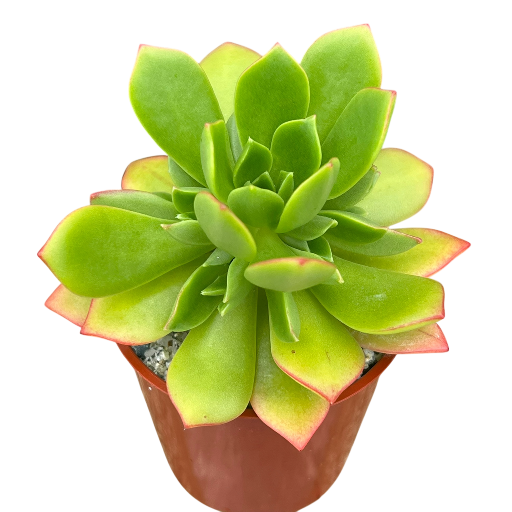 アエオニウム 'グリーンクラッシュ' – Surreal Succulents