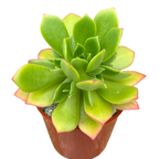 Aeonium 'Green Crush'